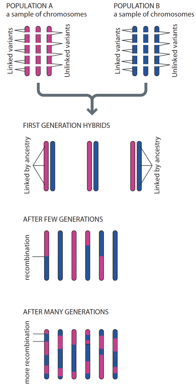 Figure adapted from Zaidi and Mathieson eLife 2020